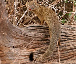 Ägyptischer Mungo, Herpestes sanguineus Tsavo Ost